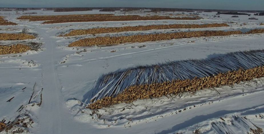 Siberian forest cut out