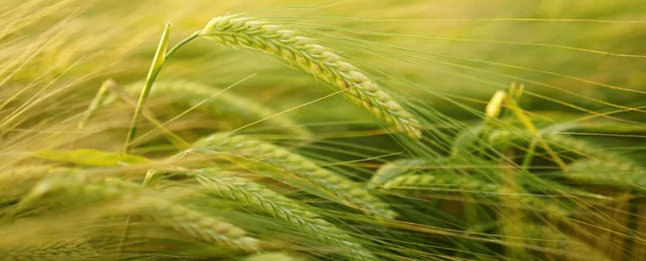 Russia accuses EU for grain&nbsp;shortage