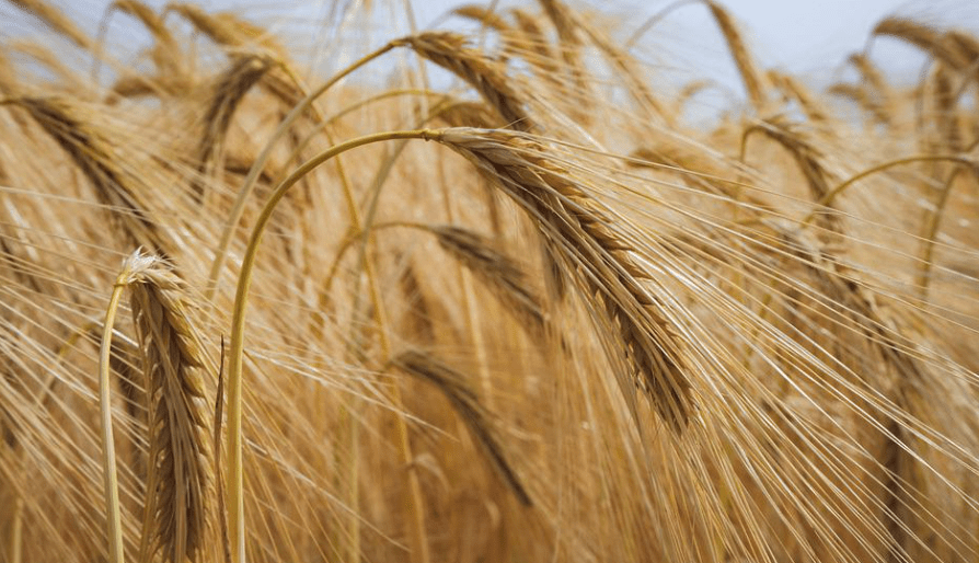 Russian Ambassador Antonov on food&nbsp;crisis